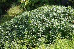 Supushpa scrobiculata